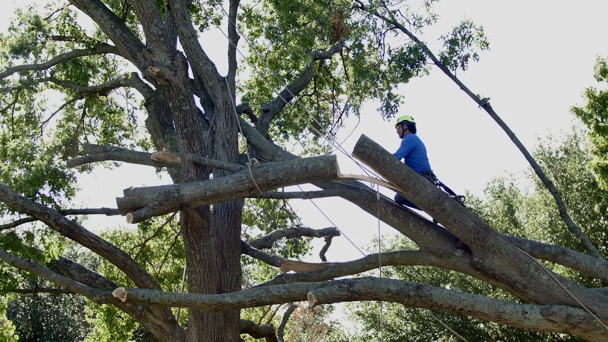 Professional Hazardous Tree Removal performed by certified arborists in Reyno