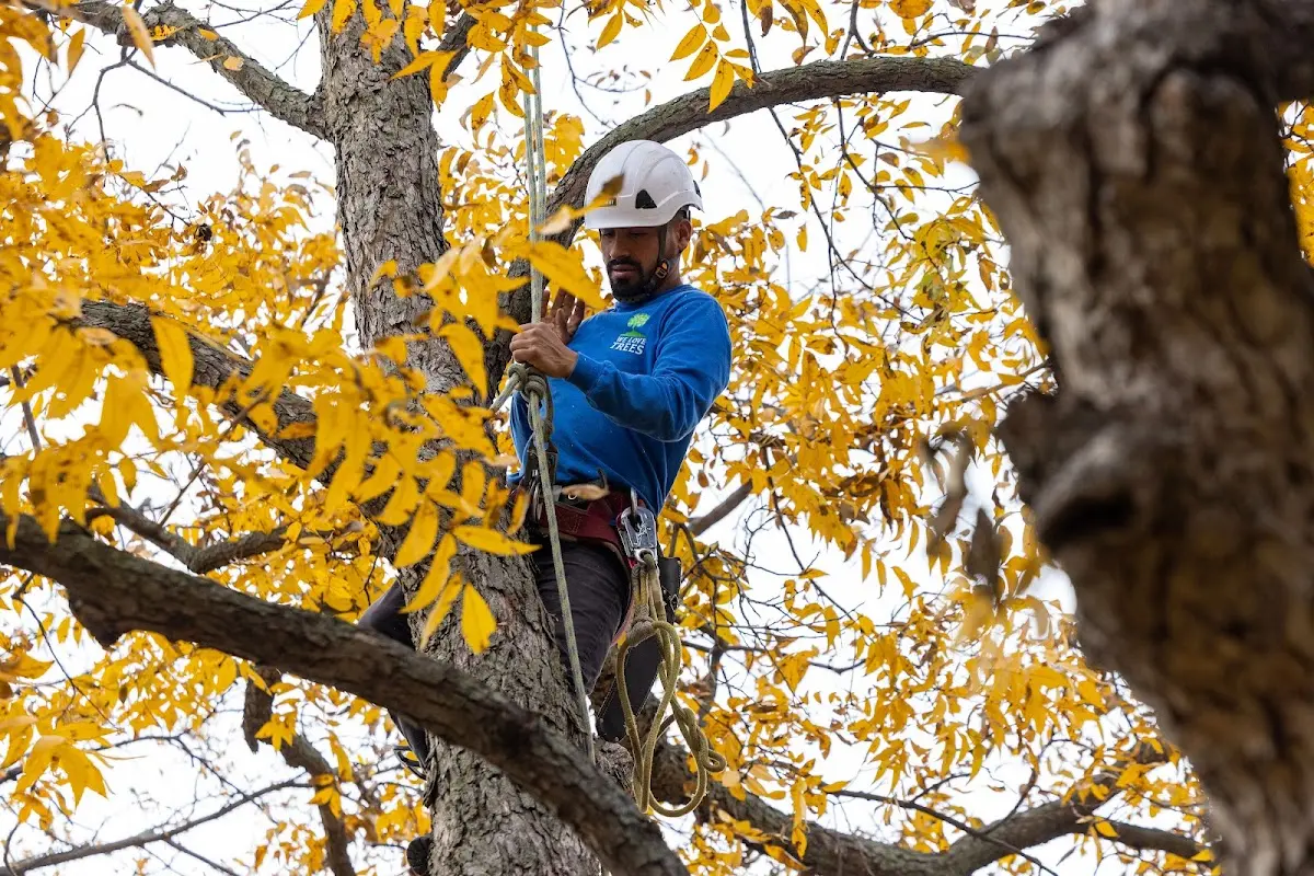 Skilled Tree Trimming crew working in Reyno